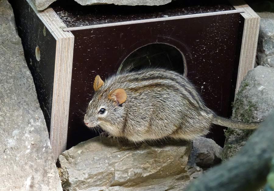 Striemen-Grasmaus im Zoologischen Garten Wuppertal im Januar 2015