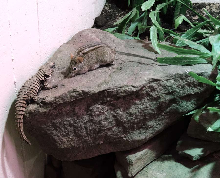 Panzergürtelschweif neben Striemen-Grasmaus im Wuppertaler Zoo im Januar 2015