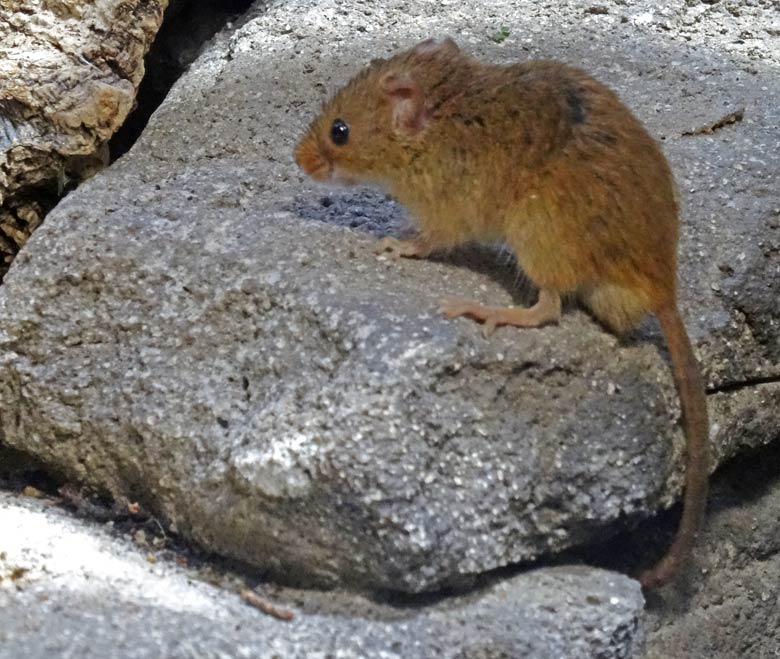 Zwergmaus am 12. August 2016 im Terrarium im Grünen Zoo Wuppertal