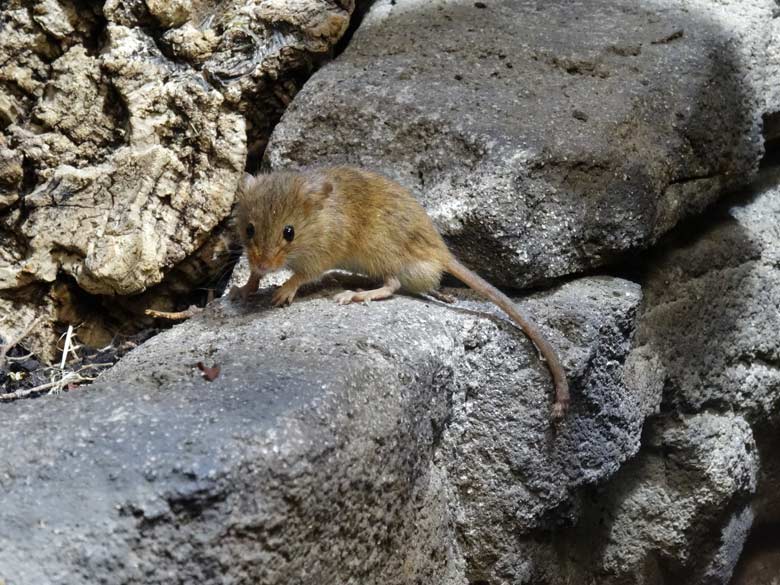 Zwergmaus am 12. August 2016 im Terrarium im Zoologischen Garten der Stadt Wuppertal