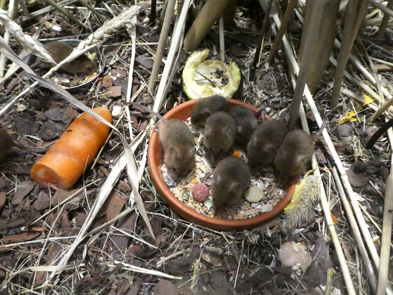 Eurasische Zwergmäuse am 1. Juli 2017 im Terrarium im Zoologischen Garten der Stadt Wuppertal