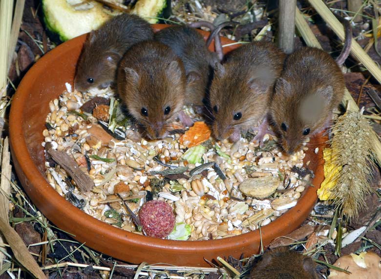 Eurasische Zwergmäuse am 1. Juli 2017 im Terrarium im Wuppertaler Zoo