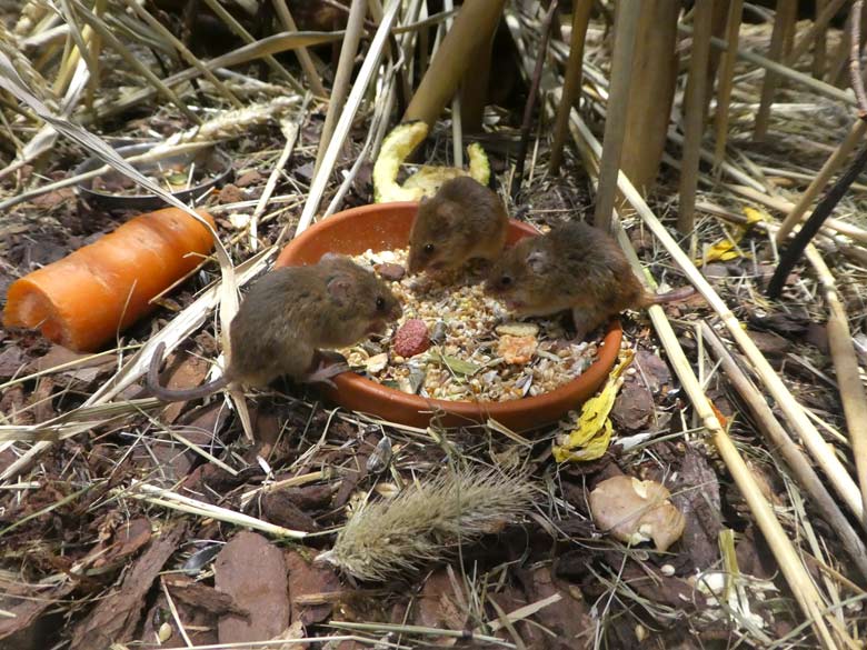Eurasische Zwergmäuse am 1. Juli 2017 im Terrarium im Grünen Zoo Wuppertal