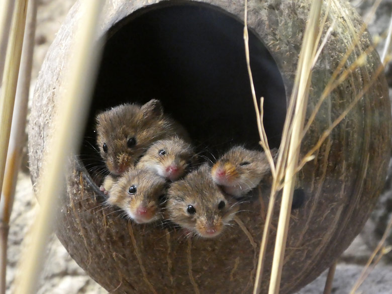 Eurasische Zwergmäuse in einer ausgehöhlten Kokosnuss am 3. April 2018 im Terrarium im Grünen Zoo Wuppertal