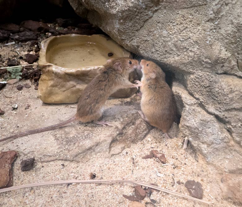 Eurasische Zwergmäuse am 20. Juli 2018 im Terrarium im Wuppertaler Zoo