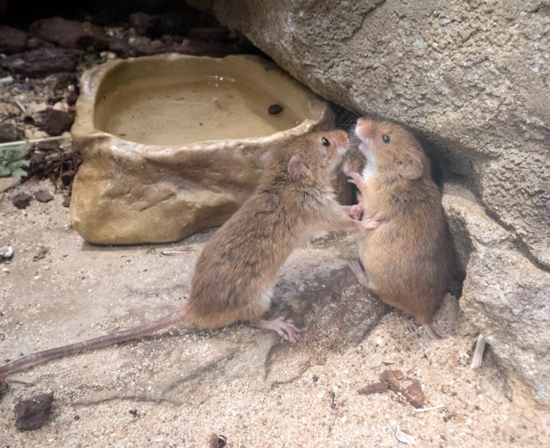 Eurasische Zwergmäuse am 20. Juli 2018 im Terrarium im Zoo Wuppertal