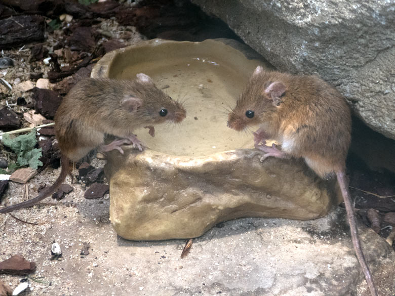 Eurasische Zwergmäuse am 20. Juli 2018 im Terrarium im Zoologischen Garten Wuppertal