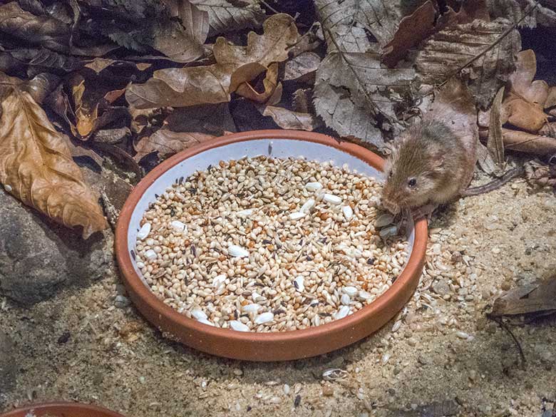 Eurasische Zwergmaus am 23. November 2018 im Terrarium im Grünen Zoo Wuppertal