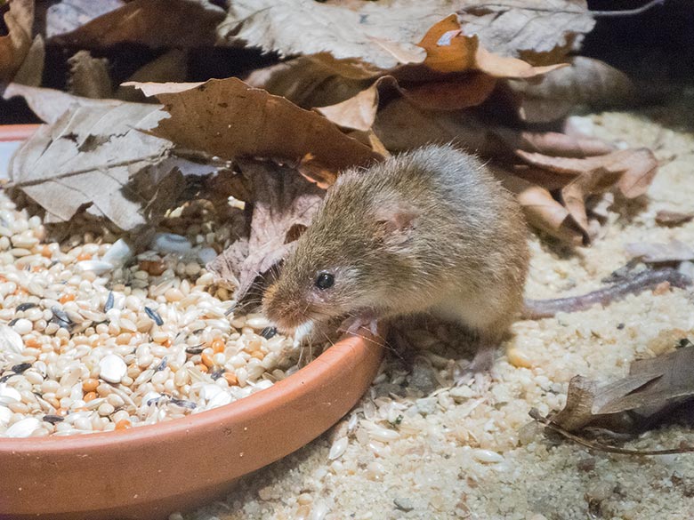 Eurasische Zwergmaus am 23. November 2018 im Terrarium im Zoologischen Garten Wuppertal