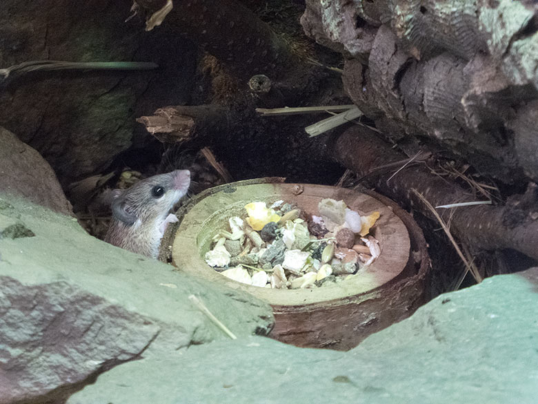 Zwergstachelmaus am 17. November 2018 im Terrarium im Großkatzen-Haus im Grünen Zoo Wuppertal