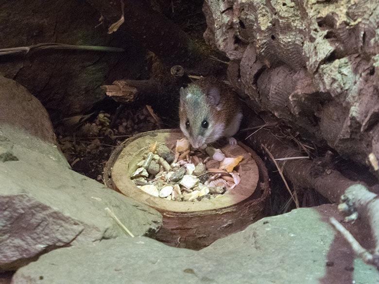 Zwergstachelmaus am 17. November 2018 im Terrarium im Großkatzen-Haus im Zoologischen Garten Wuppertal