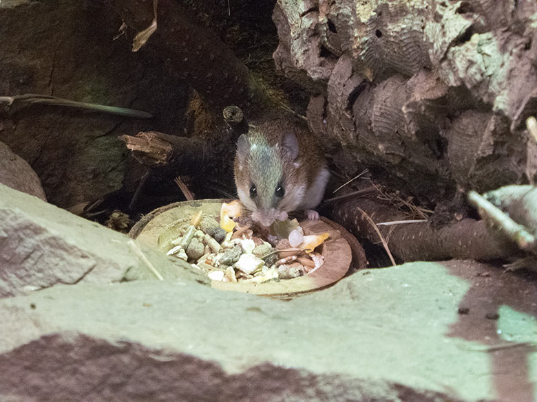 Zwergstachelmaus am 17. November 2018 im Terrarium im Großkatzen-Haus im Wuppertaler Zoo