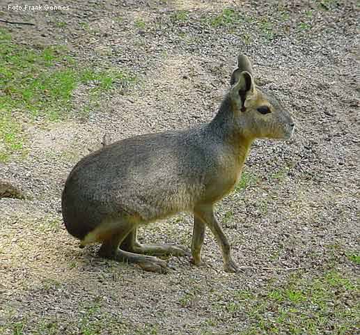 Große Mara im Wuppertaler Zoo im Juni 2004 (Foto Frank Gennes)