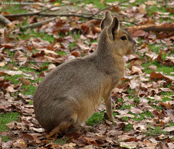 Große Mara im Wuppertaler Zoo im Oktober 2008 (Foto Heiko Hausmann)