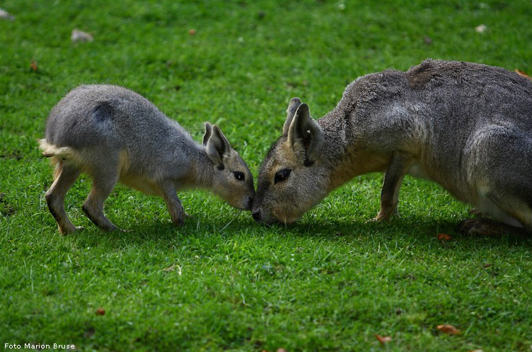 Große Maras im Zoo Wuppertal im September 2008 (Foto Marion Bruse)