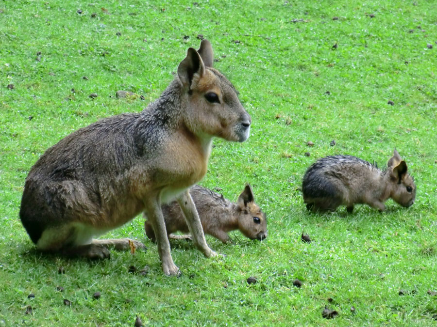 Große Mara mit zwei Jungtieren im Zoo Wuppertal am 15. Juli 2012