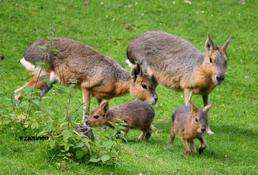 Große Mara Familie mit Jungtieren im Zoo Wuppertal am 22. Juli 2012 (Foto UGW)