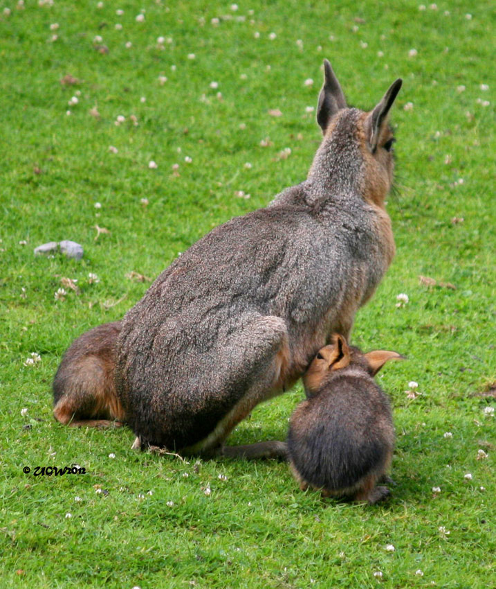 Große Mara Jungtiere beim Säugen im Zoologischen Garten Wuppertal am 22. Juli 2012 (Foto UGW)