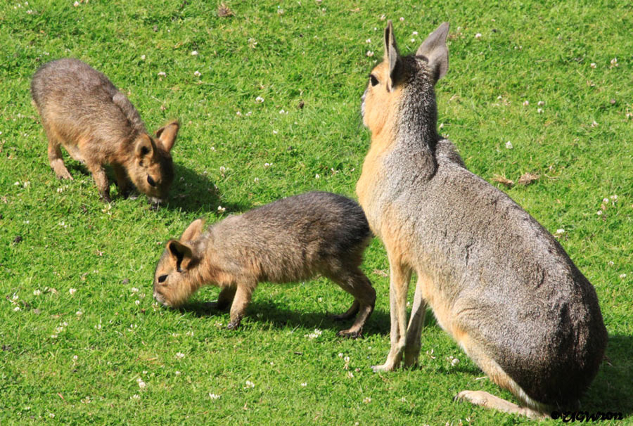 Große Mara Mutter mit zwei Jungtieren im Zoo Wuppertal am 22. Juli 2012 (Foto UGW)