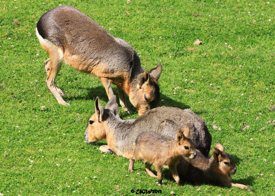 Große Mara Familie mit zwei Jungtieren im Zoologischen Garten Wuppertal am 22. Juli 2012 (Foto UGW)