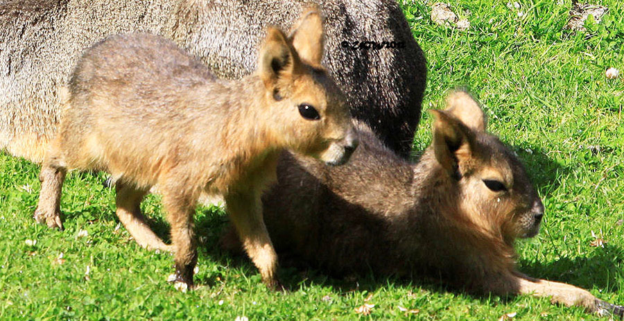 Große Mara Jungtiere im Wuppertaler Zoo am 22. Juli 2012 (Foto UGW)