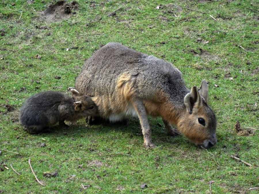 Große Mara (Pampashase) mit Jungtier im Zoo Wuppertal am 2. April 2015