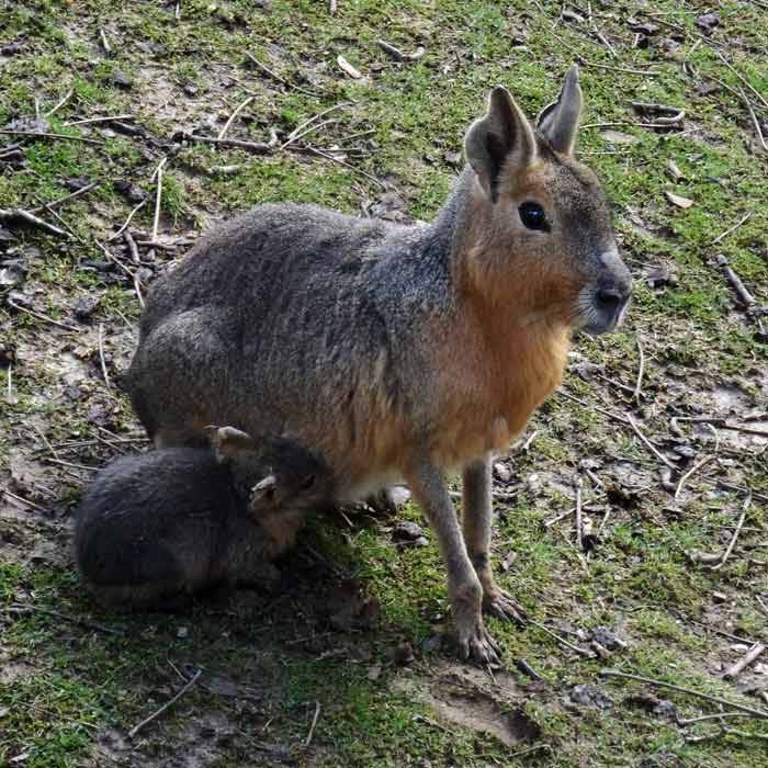 Große Mara mit Jungtier im Wuppertaler Zoo im April 2015