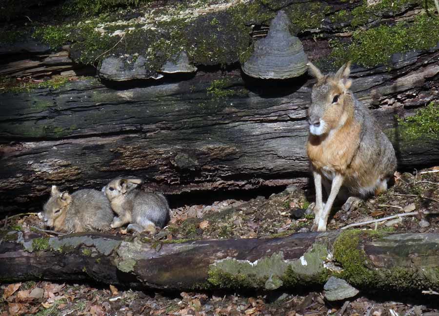 Große Mara (Pampashase) mit zwei Jungtieren im Zoologischen Garten Wuppertal am 2. April 2015