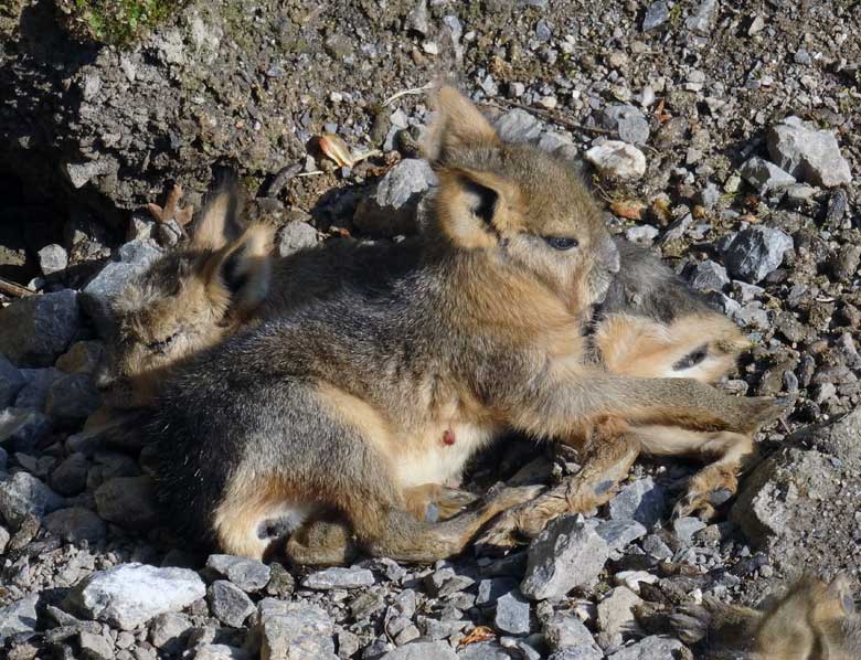 Große Mara Jungtiere am 1. Mai 2016 im Zoologischen Garten der Stadt Wuppertal