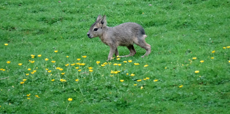 Große Mara Jungtier am 4. Juni 2016 auf der Patagonienanlage im Zoologischen Garten der Stadt Wuppertal