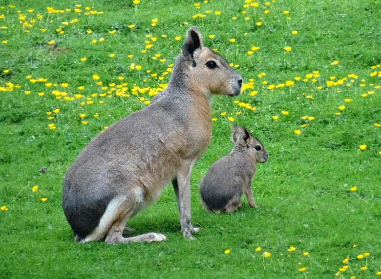 Große Mara mit Jungtier am 4. Juni 2016 auf der Patagonienanlage im Zoo Wuppertal