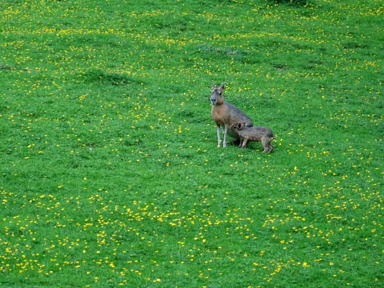 Große Mara mit säugendem Jungtier am 4. Juni 2016 auf der Patagonienanlage im Grünen Zoo Wuppertal