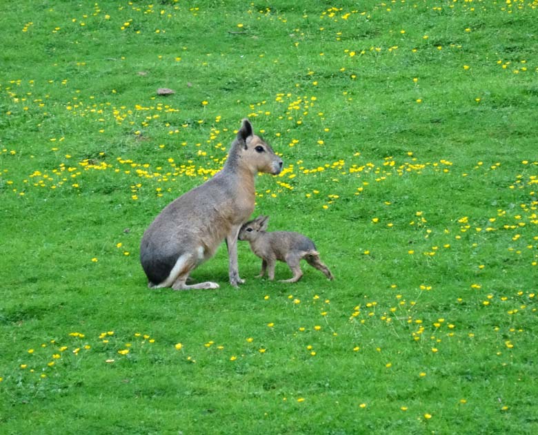 Große Mara mit Jungtier am 4. Juni 2016 auf der Patagonienanlage im Wuppertaler Zoo