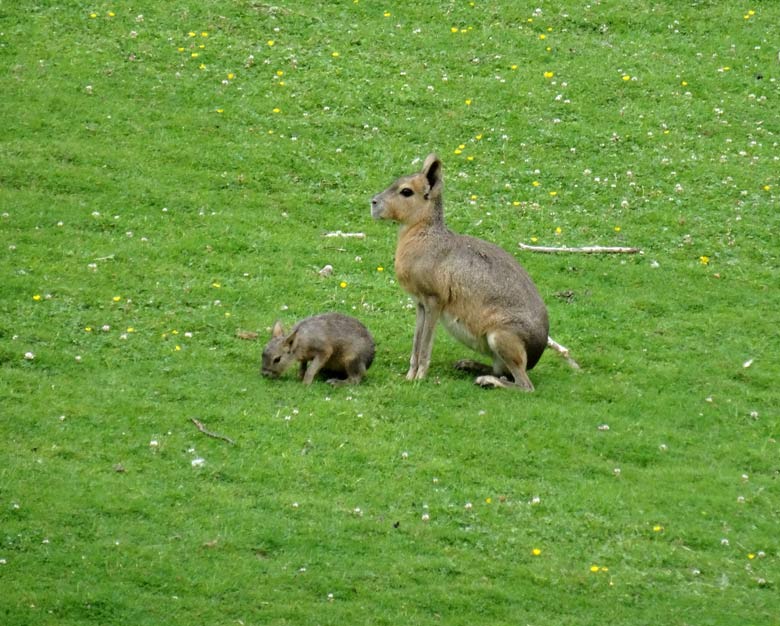 Große Mara mit Juntier am 16. Juli 2016 auf der Patagonien-Anlage im Grünen Zoo Wuppertal