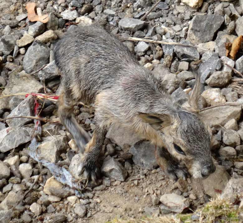 Große Mara Jungtier wenige Minuten nach seiner Geburt am 24. Juli 2016 auf der Patagonienanlage im Zoologischen Garten der Stadt Wuppertal