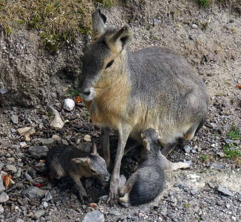 Große Mara mit zwei Jungtieren wenige Minuten nach deren Geburt am 24. Juli 2016 auf der Patagonienanlage im Wuppertaler Zoo