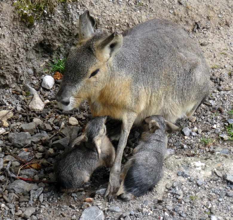 Große Mara mit zwei säugenden Jungtieren wenige Minuten nach deren Geburt am 24. Juli 2016 auf der Patagonienanlage im Grünen Zoo Wuppertal