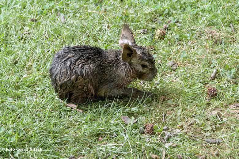 Neugeborenes Jungtier bei den Großen Maras am 27. Juli 2016 auf der Patagonienanlage im Zoologischen Garten der Stadt Wuppertal (Foto Gerrit Nitsch)