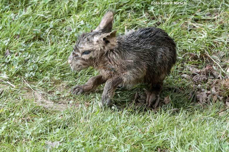 Große Mara mit mehreren Jungtieren am 27. Juli 2016 auf der Patagonienanlage im Grünen Zoo Wuppertal (Foto Gerrit Nitsch)