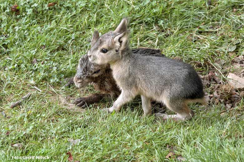 Große Mara-Jungtiere am 27. Juli 2016 auf der Patagonienanlage im Zoo Wuppertal (Foto Gerrit Nitsch)