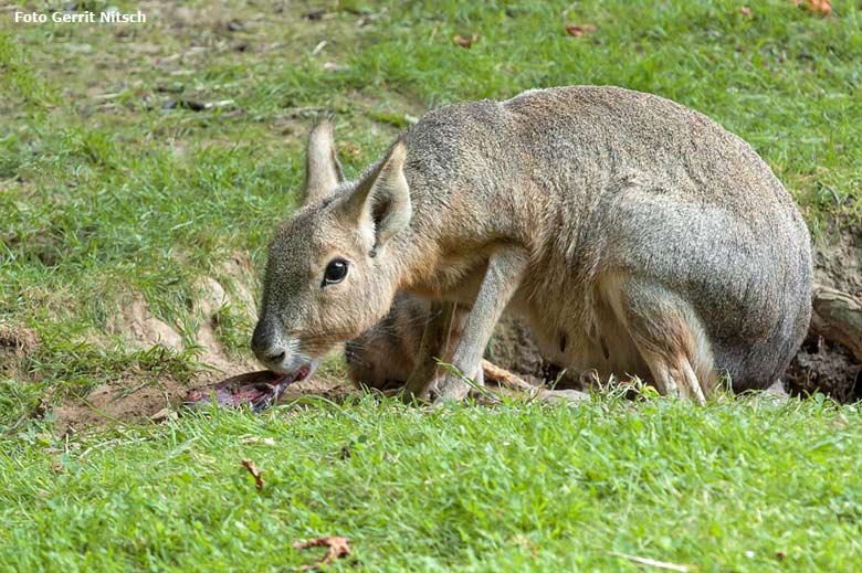 Große Mara am 27. Juli 2016 auf der Patagonienanlage im Zoologischen Garten Wuppertal (Foto Gerrit Nitsch)