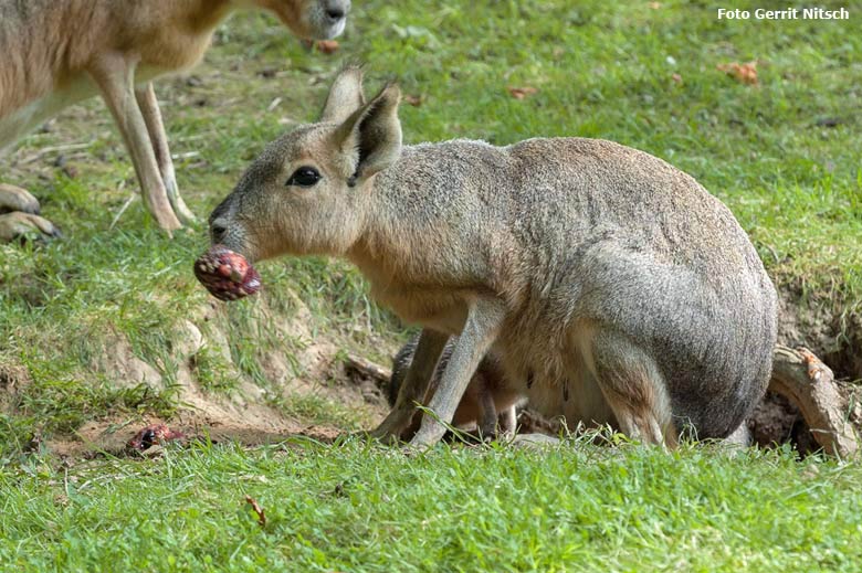 Große Mara am 27. Juli 2016 auf der Patagonienanlage im Wuppertaler Zoo (Foto Gerrit Nitsch)