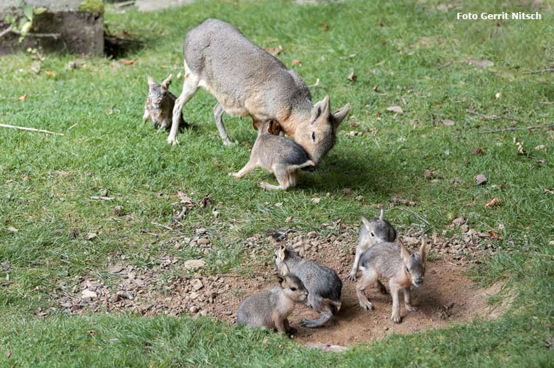 Große Mara mit mehreren Jungtieren am 27. Juli 2016 auf der Patagonienanlage im Grünen Zoo Wuppertal (Foto Gerrit Nitsch)