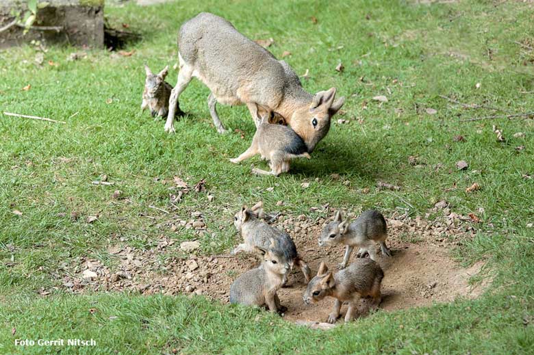 Große Mara mit mehreren Jungtieren am 27. Juli 2016 auf der Patagonienanlage im Zoologischen Garten der Stadt Wuppertal (Foto Gerrit Nitsch)