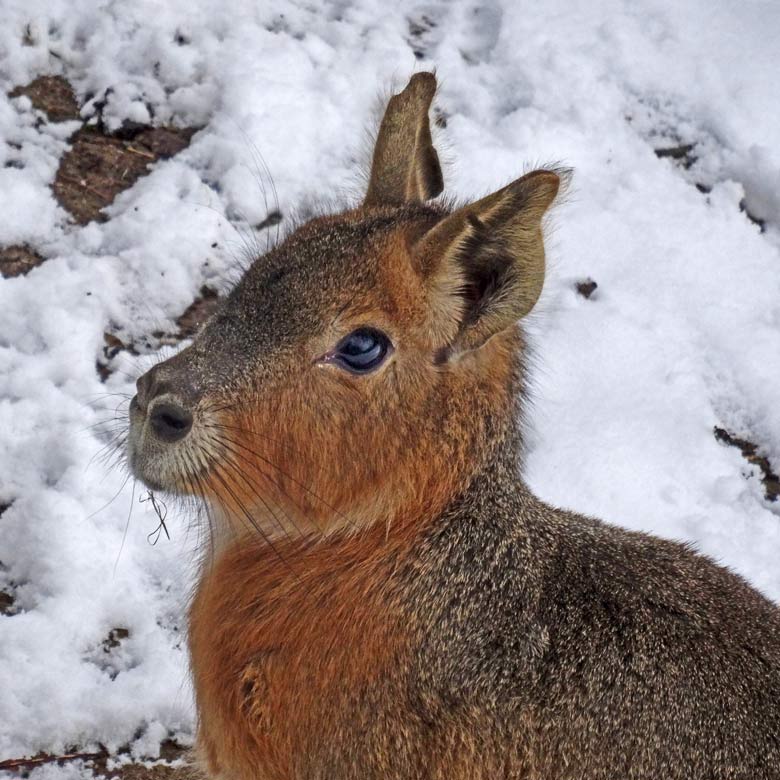 Große Mara im Schnee am 11. Februar 2017 auf der Patagonien-Anlage im Zoo Wuppertal