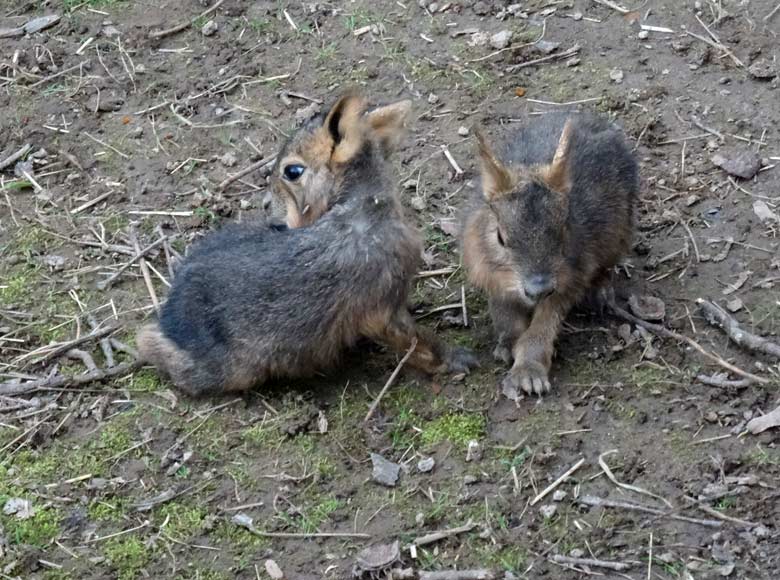 Große Mara am 22. März 2017 im Zoologischen Garten der Stadt Wuppertal