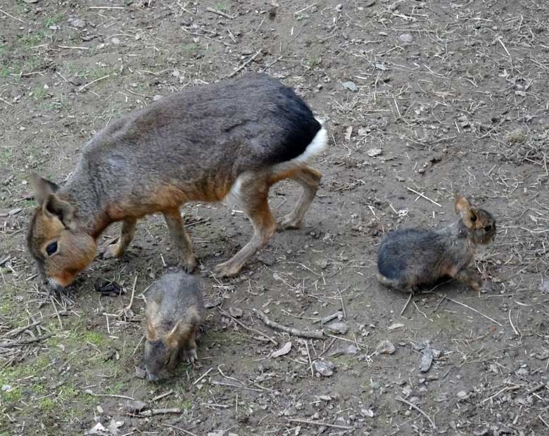 Große Mara am 22. März 2017 im Wuppertaler Zoo