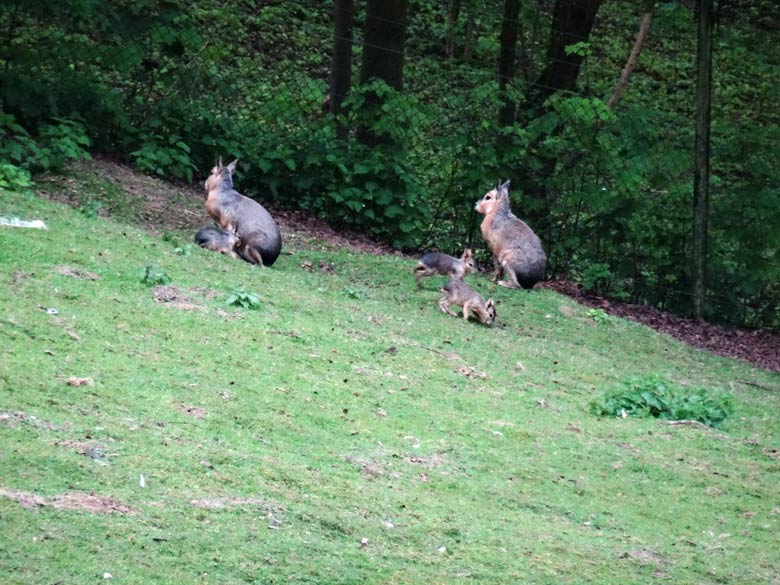 Große Maras mit Jungtieren am 1. Mai 2017 auf der Patagonienanlage im Grünen Zoo Wuppertal