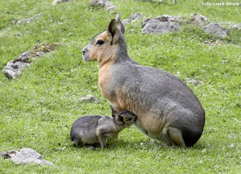 Große Mara mit Jungtier am 4. August 2017 auf der Patagonien-Anlage im Grünen Zoo Wuppertal (Foto Gerrit Nitsch)