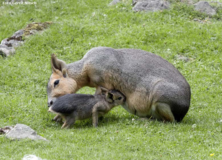 Große Mara mit Jungtier am 4. August 2017 auf der Patagonien-Anlage im Wuppertaler Zoo (Foto Gerrit Nitsch)